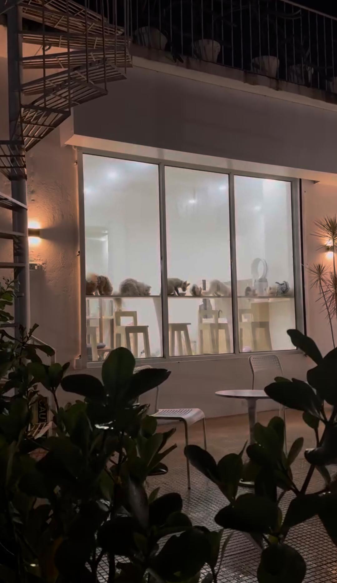 Mini Pet Cafe photo 2