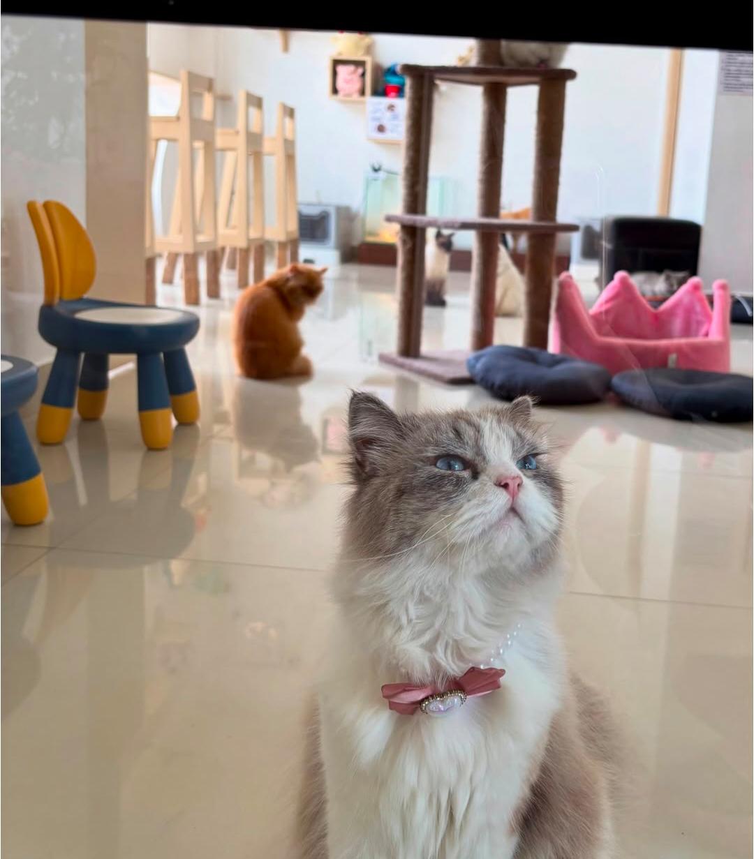 Mini Pet Cafe photo 3